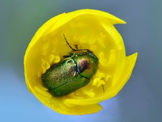 Обои желтый, жук, макро, насекомое, цветок, тюльпан, майский жук, yellow, beetle, macro, insect, flower, tulip, chafer разрешение 2560x1600 Загрузить