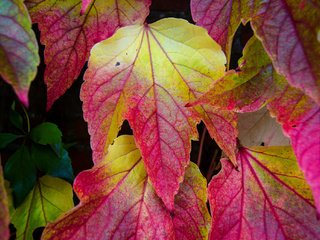 Обои природа, листья, разноцветные, осень, nature, leaves, colorful, autumn разрешение 2048x1356 Загрузить