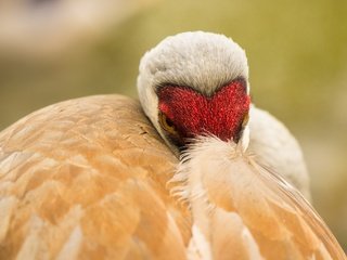 Обои природа, птица, клюв, перья, журавль, sandhill crane, nature, bird, beak, feathers, crane разрешение 2560x1707 Загрузить