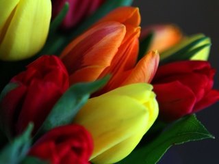 Обои цветы, листья, лепестки, весна, букет, тюльпаны, flowers, leaves, petals, spring, bouquet, tulips разрешение 2048x1365 Загрузить