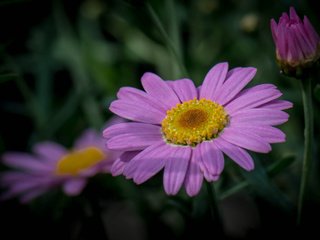 Обои трава, природа, макро, лепестки, стебель, grass, nature, macro, petals, stem разрешение 2048x1393 Загрузить