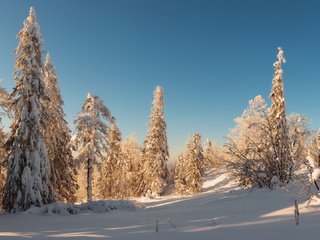 Обои деревья, снег, лес, зима, trees, snow, forest, winter разрешение 1920x1080 Загрузить