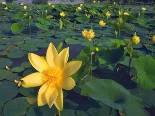 Обои цветы, листья, лепестки, пруд, желтые, лотосы, flowers, leaves, petals, pond, yellow, lotus разрешение 1920x1080 Загрузить