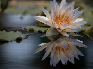 Обои вода, отражение, цветок, лилия, кувшинка, нимфея, водяная лилия, water, reflection, flower, lily, nymphaeum, water lily разрешение 2048x1356 Загрузить