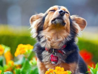 Обои цветы, мордочка, собака, ошейник, удовольствие, flowers, muzzle, dog, collar, fun разрешение 1920x1200 Загрузить
