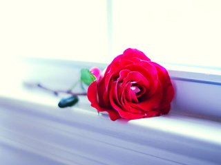 Обои цветок, роза, красная, окно, подоконник, flower, rose, red, window, sill разрешение 1920x1200 Загрузить