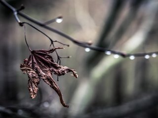 Обои ветка, природа, макро, капли, лист, branch, nature, macro, drops, sheet разрешение 1920x1200 Загрузить