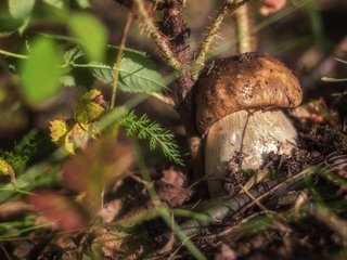 Обои трава, природа, макро, гриб, боровик, grass, nature, macro, mushroom, borovik разрешение 2400x1532 Загрузить