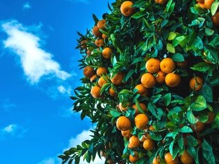Обои небо, дерево, фрукты, плоды, мандарины, цитрусы, the sky, tree, fruit, tangerines, citrus разрешение 2048x1255 Загрузить