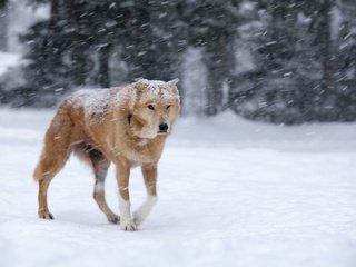 Обои снег, зима, собака, рыжая, метель, snow, winter, dog, red, blizzard разрешение 1920x1200 Загрузить