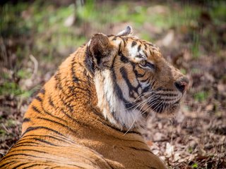 Обои тигр, кошка, профиль, амурский, tiger, cat, profile, amur разрешение 3000x2000 Загрузить