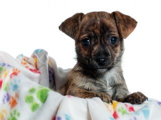 Обои мордочка, взгляд, собака, друг, той-терьер, muzzle, look, dog, each, toy terrier разрешение 1920x1200 Загрузить