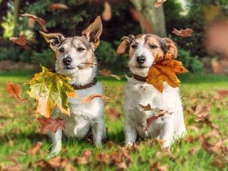 Обои листья, осень, парочка, собаки, джек-рассел-терьер, leaves, autumn, a couple, dogs, jack russell terrier разрешение 3600x2700 Загрузить