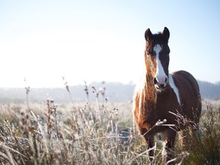 Обои природа, фон, конь, nature, background, horse разрешение 2048x1368 Загрузить