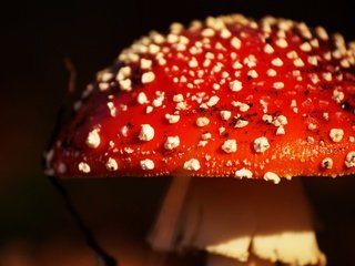 Обои природа, фон, гриб, мухомор, крупным планом, nature, background, mushroom, closeup разрешение 2880x1817 Загрузить