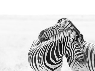 Обои зебра, любовь, пара, белый фон, зебры, zebra, love, pair, white background разрешение 2046x1352 Загрузить