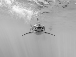Обои природа, море, чёрно-белое, акула, подводный мир, nature, sea, black and white, shark, underwater world разрешение 5760x3840 Загрузить