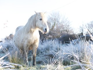 Обои лошадь, природа, конь, horse, nature разрешение 2048x1368 Загрузить