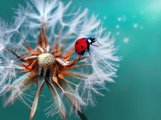 Обои жук, макро, божья коровка, одуванчик, beetle, macro, ladybug, dandelion разрешение 2048x1407 Загрузить