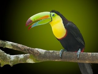 Обои природа, птица, тукан, клюв, nature, bird, toucan, beak разрешение 1920x1200 Загрузить