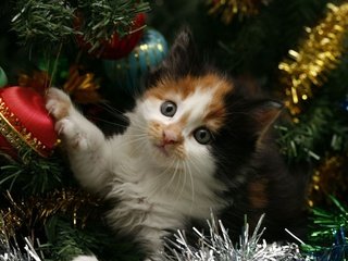 Обои новый год, елка, кот, кошка, котенок, праздник, мишура, new year, tree, cat, kitty, holiday, tinsel разрешение 1920x1200 Загрузить