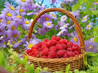 Обои цветы, природа, малина, лето, ягода, корзина, flowers, nature, raspberry, summer, berry, basket разрешение 3250x2358 Загрузить