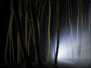 Обои свет, ночь, деревья, природа, лес, стволы, light, night, trees, nature, forest, trunks разрешение 1920x1200 Загрузить