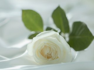 Обои макро, роза, бутон, ткань, белая, материя, белая роза, macro, rose, bud, fabric, white, matter, white rose разрешение 2048x1365 Загрузить