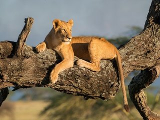 Обои дерево, хищник, львица, tree, predator, lioness разрешение 1920x1281 Загрузить