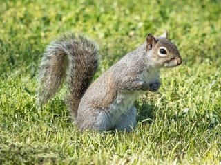 Обои трава, лето, взгляд, белочка, grass, summer, look, squirrel разрешение 2880x1920 Загрузить