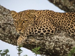 Обои дерево, взгляд, леопард, tree, look, leopard разрешение 2048x1247 Загрузить