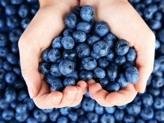 Обои ягоды, лесные ягоды, черника, парное, черничный, berries, blueberries, fresh, blueberry разрешение 2880x1920 Загрузить