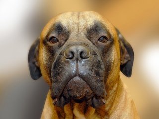 Обои портрет, собака, бульмастиф, portrait, dog, bullmastiff разрешение 2593x1729 Загрузить