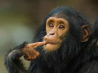 Обои животные, обезьянка, шимпанзе, мыслитель, animals, monkey, chimpanzees, thinker разрешение 3342x2500 Загрузить