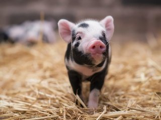 Обои портрет, взгляд, солома, свинья, поросенок, хрюшка, portrait, look, straw, pig разрешение 1920x1282 Загрузить