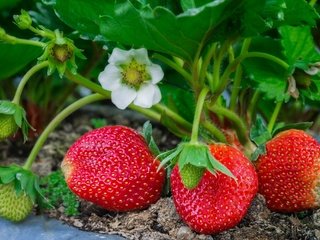 Обои листья, макро, клубника, ягоды, куст, leaves, macro, strawberry, berries, bush разрешение 2048x1365 Загрузить