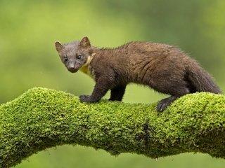 Обои ветка, мох, зверек, куница, branch, moss, animal, marten разрешение 2048x1295 Загрузить