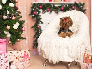 Обои новый год, елка, кресло, праздник, бантик, йоркширский терьер, new year, tree, chair, holiday, bow, yorkshire terrier разрешение 2400x1498 Загрузить