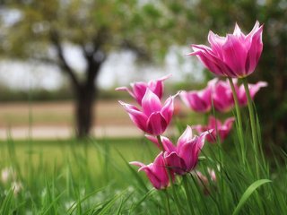 Обои природа, тюльпаны, боке, nature, tulips, bokeh разрешение 2048x1365 Загрузить