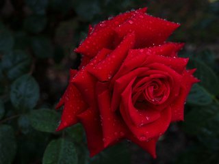 Обои макро, капли, роза, бутон, красная роза, macro, drops, rose, bud, red rose разрешение 3000x2000 Загрузить