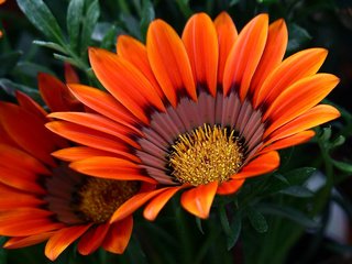 Обои макро, лепестки, газания, macro, petals, gazania разрешение 2048x1846 Загрузить