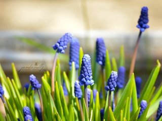 Обои цветы, макро, весна, синие, май, мускари, мышиный гиацинт, flowers, macro, spring, blue, may, muscari, hyacinth mouse разрешение 2992x2000 Загрузить