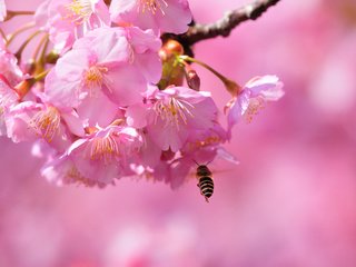 Обои цветение, макро, весна, сакура, пчела, blossom, весенние, flowering trees, flowering, macro, spring, sakura, bee разрешение 3896x2597 Загрузить