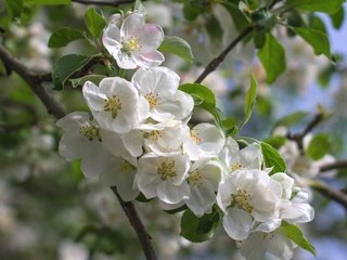 Обои дерево, весна, яблоня, tree, spring, apple разрешение 2400x1600 Загрузить