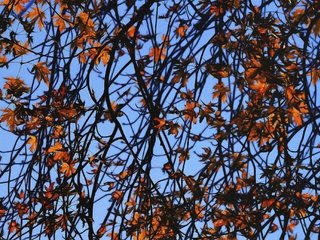 Обои небо, листья, ветки, ветви, осень, осен, ветками,  листья, the sky, leaves, branches, branch, autumn разрешение 2048x1363 Загрузить