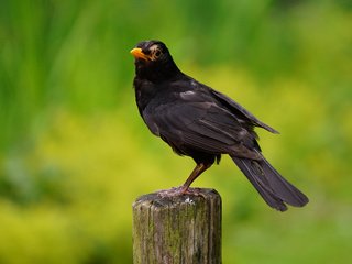 Обои черный, птица, дрозд, black, bird, thrush разрешение 3840x2400 Загрузить