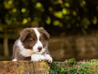 Обои собака, щенок, бордер-колли, dog, puppy, the border collie разрешение 1920x1200 Загрузить