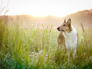 Обои цветы, трава, поле, взгляд, собака, друг, басенджи, flowers, grass, field, look, dog, each, basenji разрешение 4375x3125 Загрузить