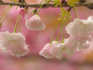 Обои цветы, ветка, цветение, макро, вишня, сакура, flowers, branch, flowering, macro, cherry, sakura разрешение 2048x1365 Загрузить