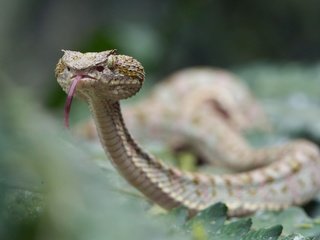 Обои змея, язык, жало, гадюка, рептилии, snake, language, sting, viper, reptiles разрешение 2601x1440 Загрузить